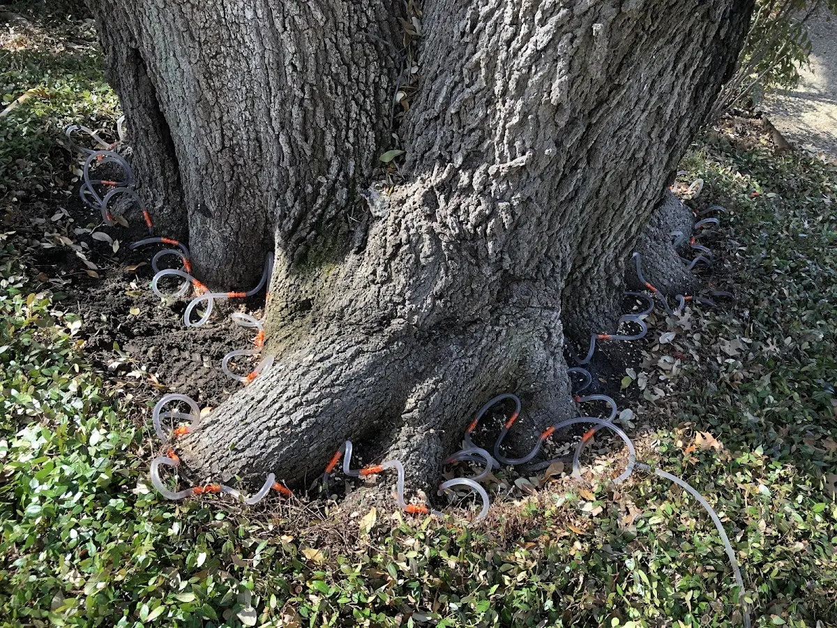 Detailed Tree Cabling and Bracing job site in Lowmansville