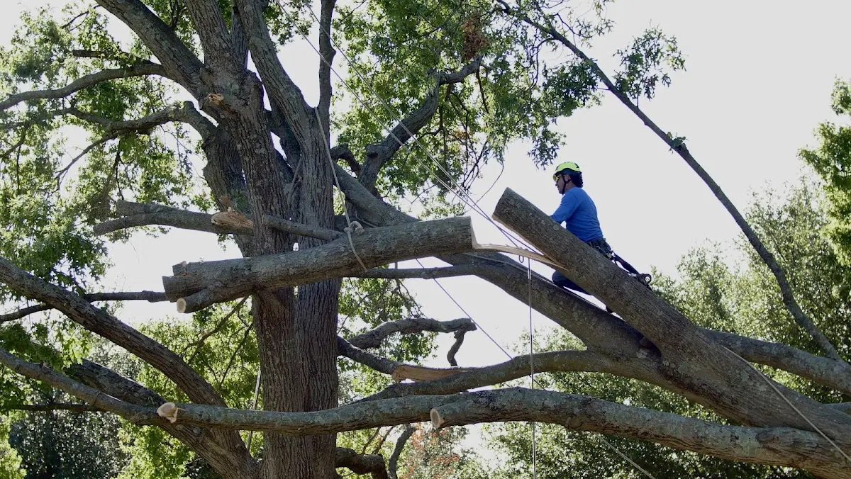 Professional Crown Thinning performed by certified arborists in Lowmansville